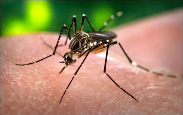 Rio de Janeiro, une épidémie de dengue touche la ville