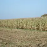La production de maïs au Brésil atteint des chiffres record en 2012
