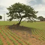 Le Cerrado brésilien risque la déforestation à cause de la culture de soja