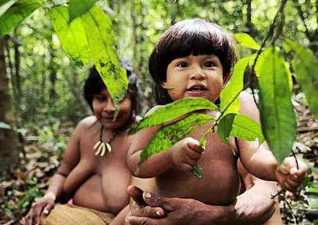 Les indiens Awa en Amazonie brésilienne sont en voie de disparition