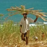 La récolte de la canne à sucre au Brésil est perturbée suite à la pluie