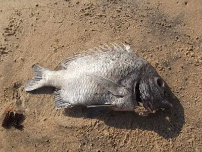 Brésil : 32 tonnes de poissons morts retirés de la Lagune Rodrigo de Freitas