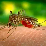 Dengue : près de 700 morts depuis janvier 2015 au Brésil