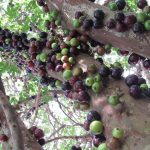 Le jaboticaba, le raisin brésilien