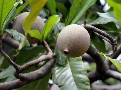 Jenipapo, un fruit très connu au Brésil