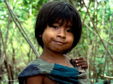La tribu Awa en Amazonie brésilienne est face à une situation critique