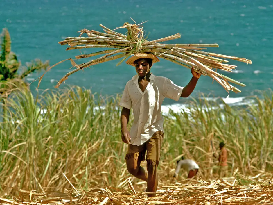 Récolte de la canne à sucre au Brésil