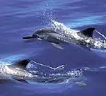 Brésil : un millier des dauphins au long bec de la Plata meurent annuellement sur les côtes sud