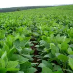 Le Brésil sera élu le premier producteur de soja