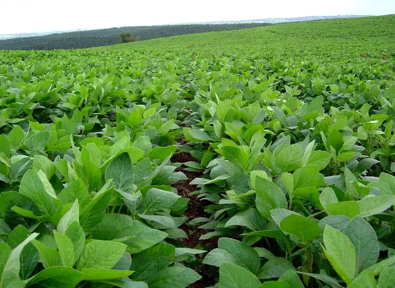 Le Brésil sera élu le premier producteur de soja
