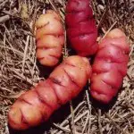  L’oca du Pérou, une plante pas comme les autres 