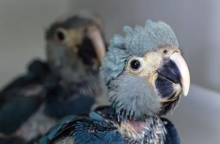deux perroquets bleus naissent en captivite pour la premiere fois depuis 14 ans