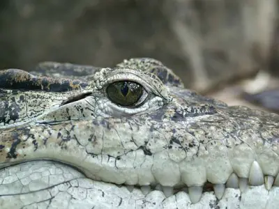 Des fossiles de crocodiles découverts dans le bassin amazonien