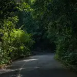 Forêt de Tijuca : La Forêt de Tijuca au cœur de Rio de Janeiro