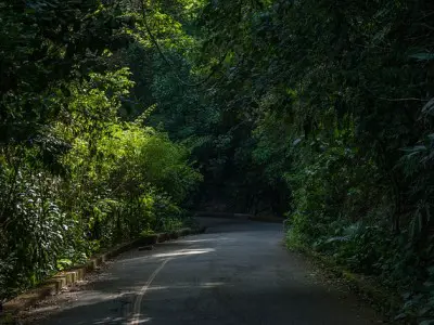 Forêt de Tijuca : La Forêt de Tijuca au cœur de Rio de Janeiro