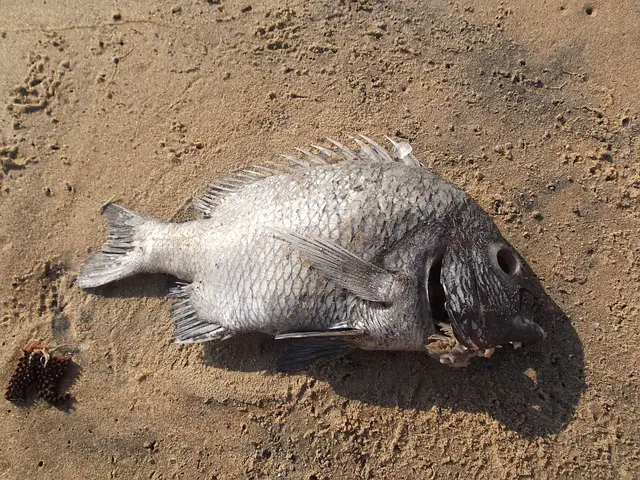 Bresil 32 tonnes de poissons morts retires de la Lagune Rodrigo de Freitas