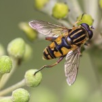 Tout savoir sur les abeilles tueuses du Brésil