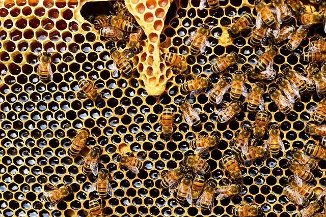 Bresil Les abeilles tueuses