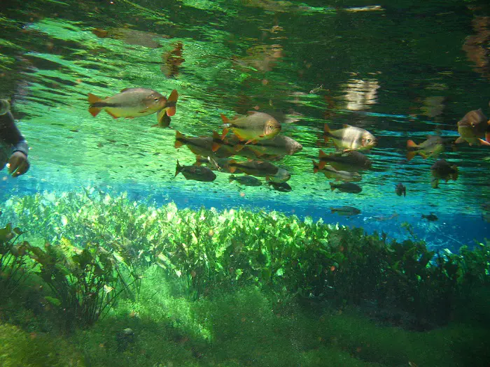 Découvrez l'Aquario Natural à Bonito au Brésil