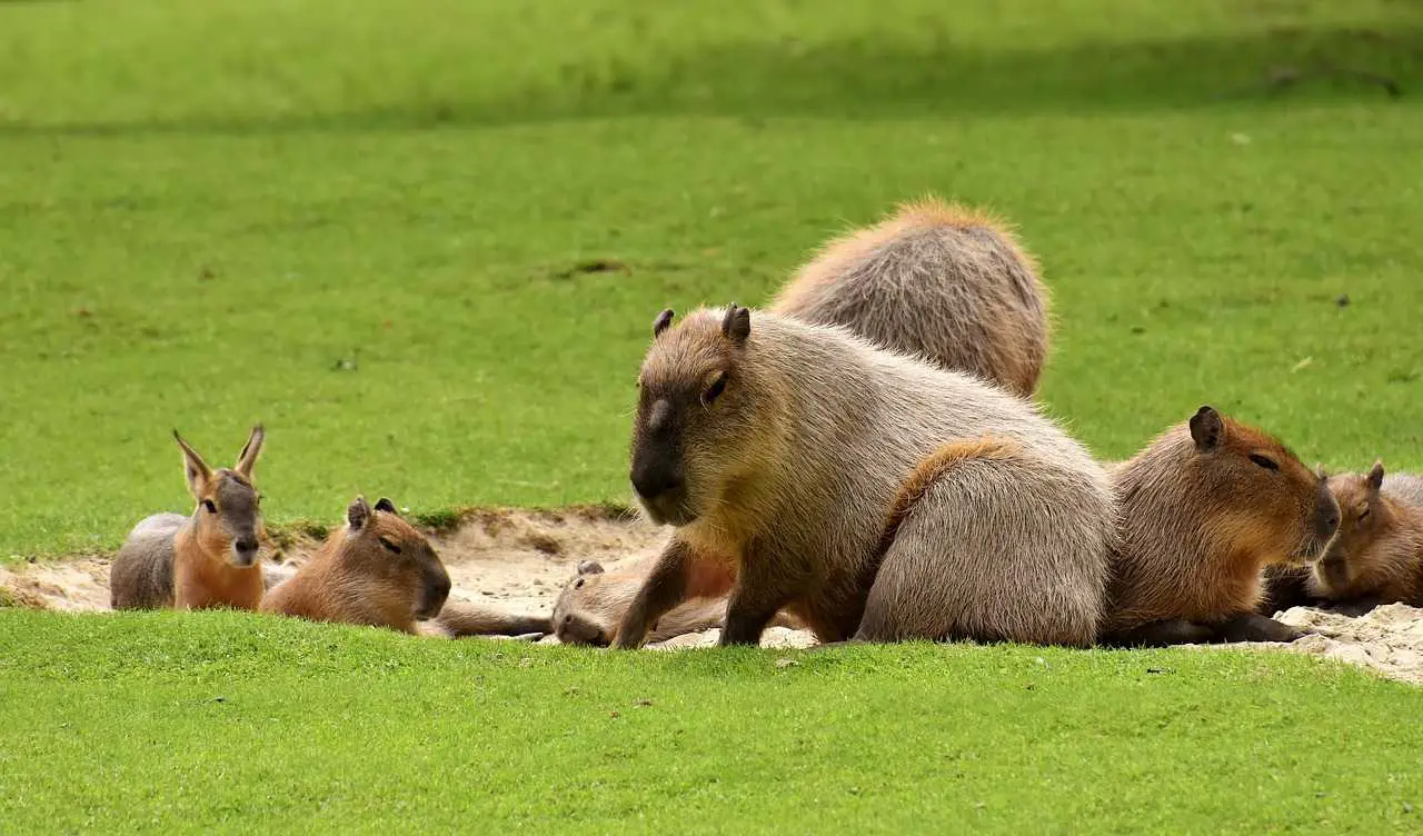 Capybara  