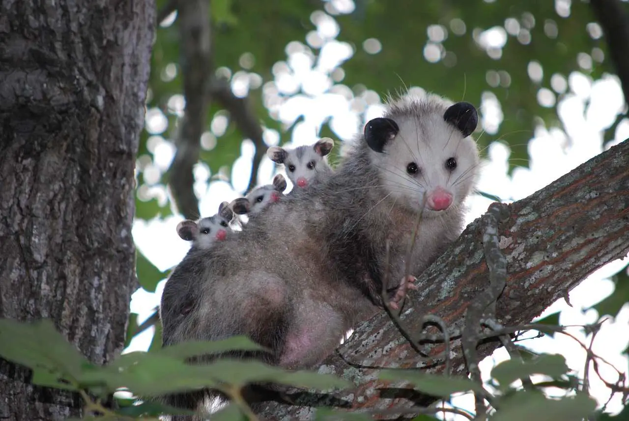 Opossum du Brésil