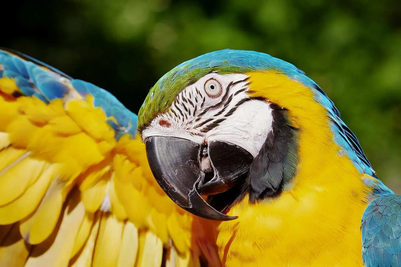ara bleu : perroquet brésilien