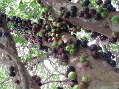 Le jaboticaba, le raisin brésilien