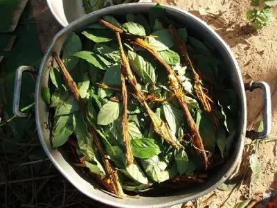 L’ayahuasca, la drogue amazonienne