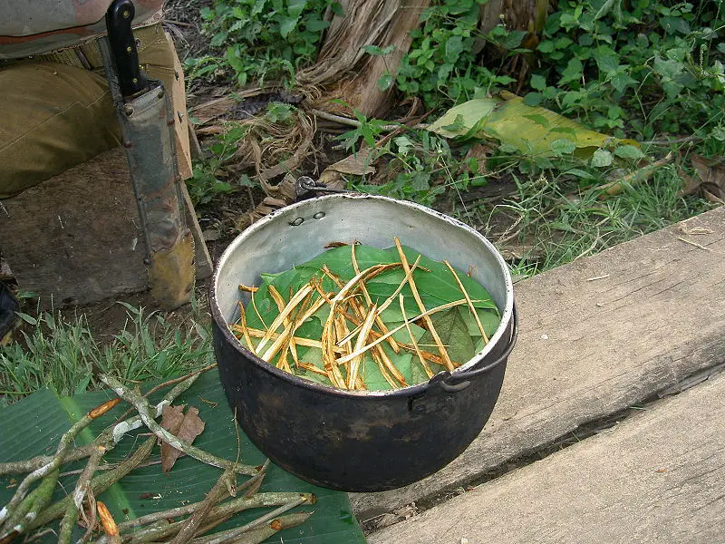 L’ayahuasca