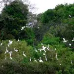 Les réserves de Mamiraua et d’Amana au Brésil